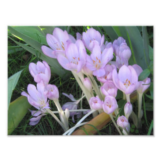 Foto Crocus Photo