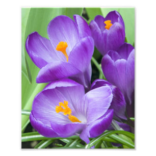 Foto Crocus púrpura florece en el jardín