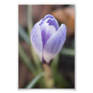 Foto Crocus sin abrir