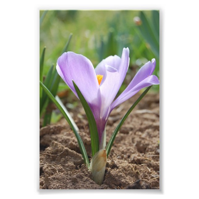 Foto Crocus vernus rosado morado (Frente)