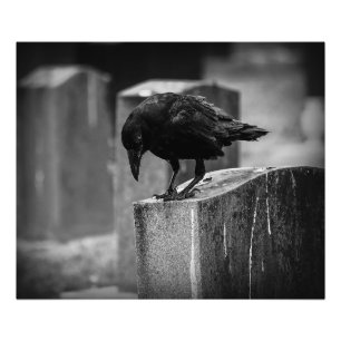 Foto Crow en el cementerio caído
