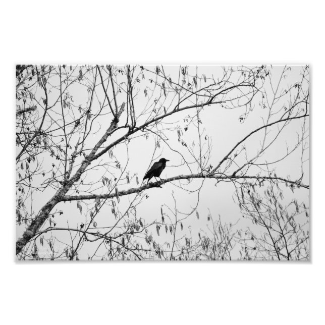 Foto Crow en un árbol de aves (Frente)