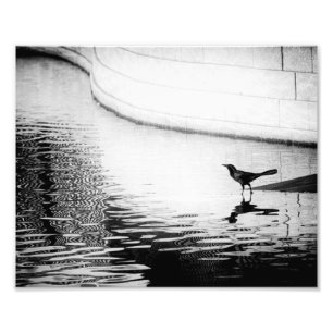 Foto Crow reflejado en el agua - Fotografía de B&W