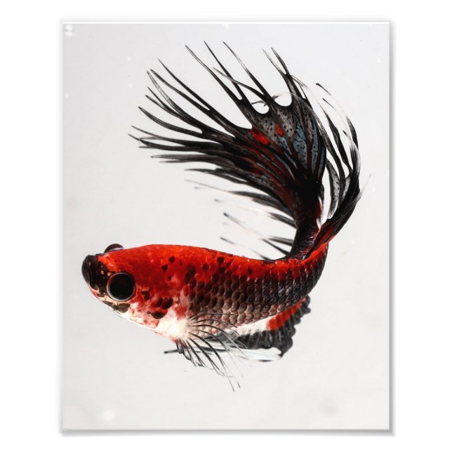 Foto Crowntail Betta Fish (Frente)