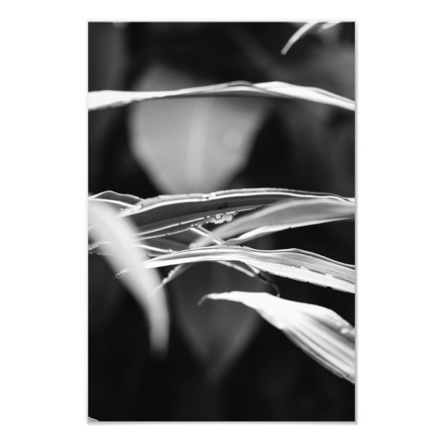 Foto Cruces de Leafy (B&W) (Frente)