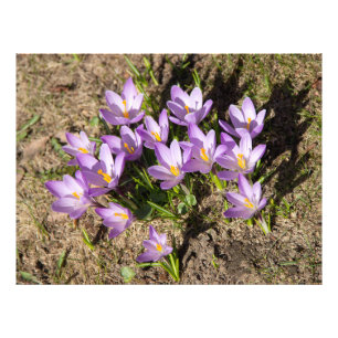 Foto Cruces elásticos