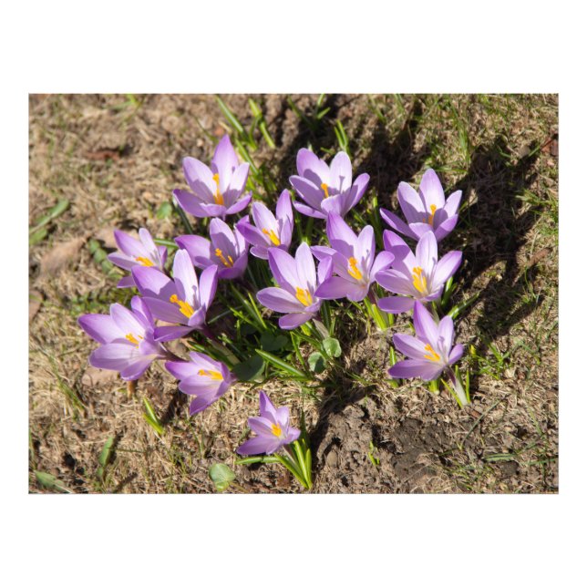 Foto Cruces elásticos (Frente)