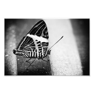 Foto cruzamiento de mariposa