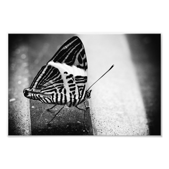Foto cruzamiento de mariposa (Frente)