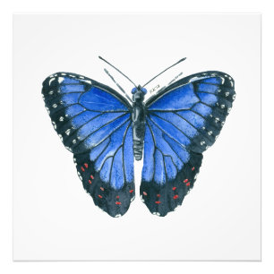 Foto Cuadros de acuarela de morfo azul