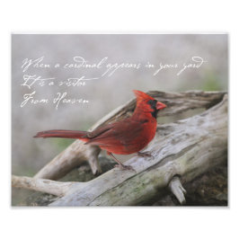 Foto Cuando un cardenal aparece en tu jardín...