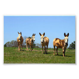 Foto Cuatro burros