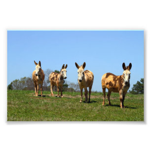 Foto Cuatro burros