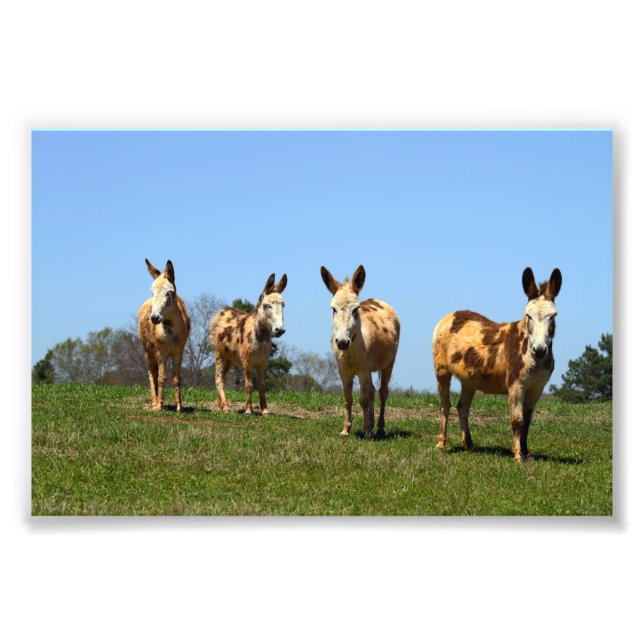 Foto Cuatro burros (Frente)