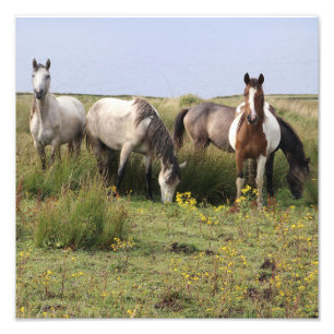 Foto Cuatro caballos