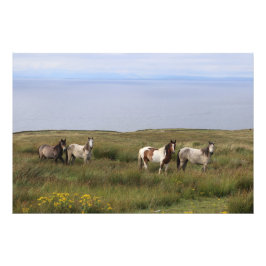 Foto Cuatro caballos a orillas del mar
