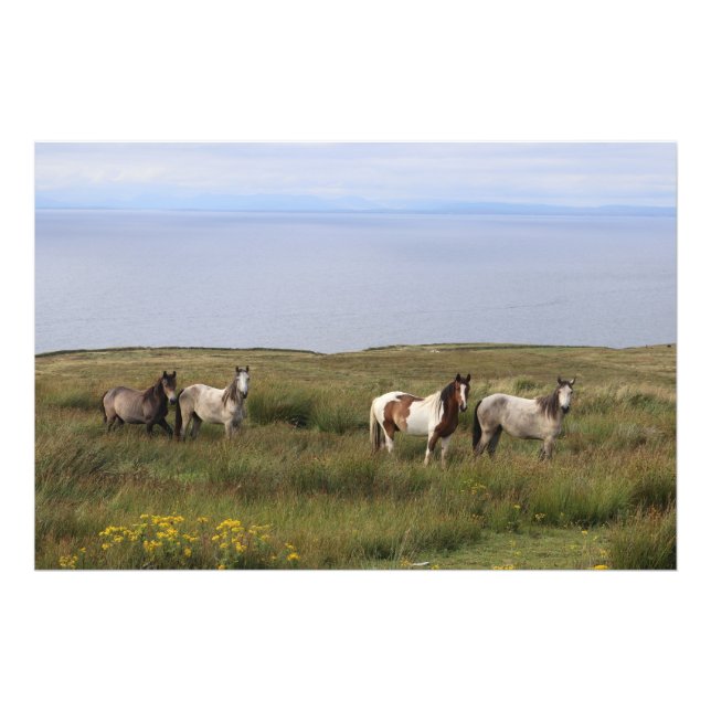 Foto Cuatro caballos a orillas del mar (Frente)