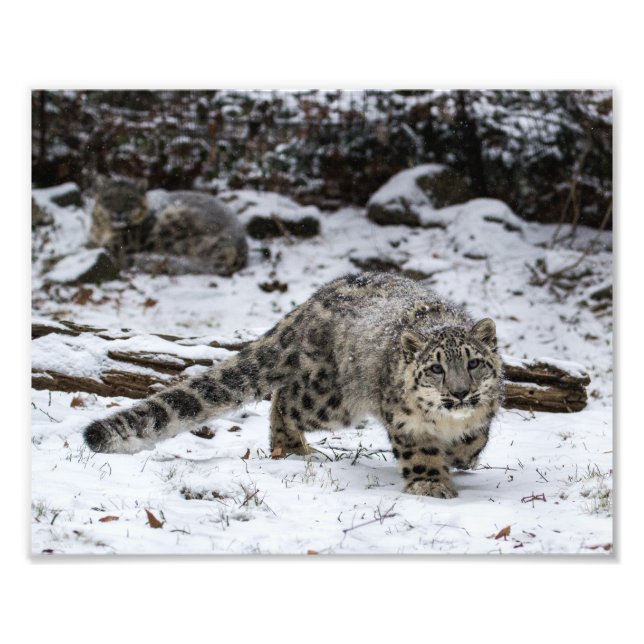Foto Cubo de leopardo de la nieve (Frente)