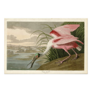 Foto Cucharada de rosas de los pájaros de América de Au