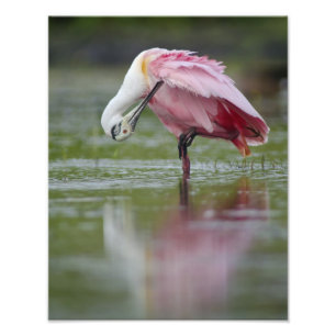 Foto Cucharón roseada (Platalea ajaja) 11 x 14