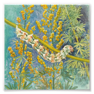 Foto Cucullia Absinthii Wormwood Caterpillar