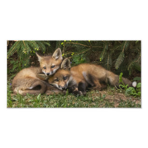 Foto Cudddling Fox Kits