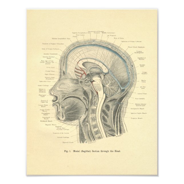 Foto Cuello de la cabeza de impresión anatómica de la e (Frente)