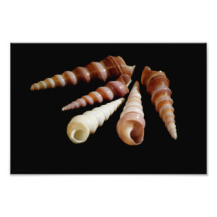 Foto Cuernos marinos