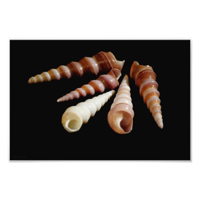 Foto Cuernos marinos (Frente)