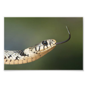 Foto Culebra de hierba