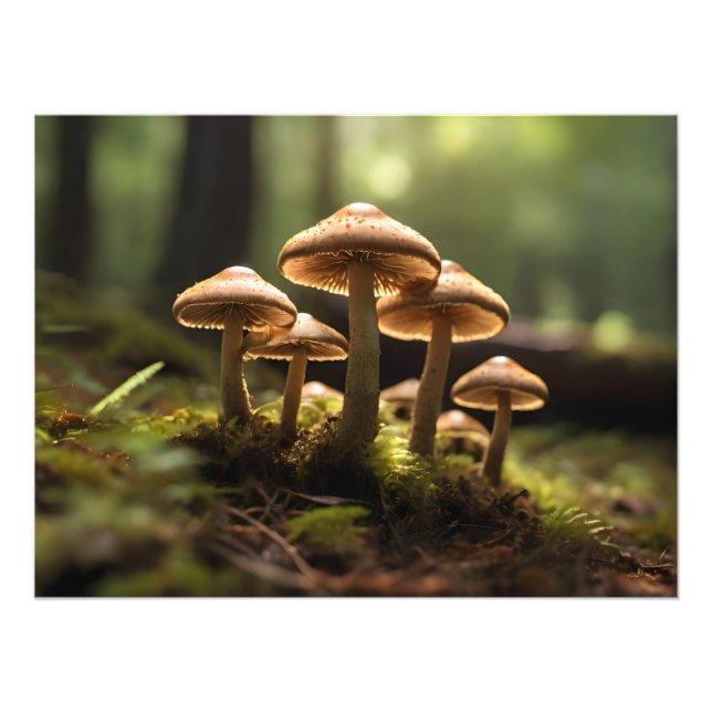 Foto Cultivando champiñones en el bosque (Frente)