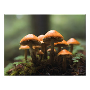 Foto Cultivando champiñones en el bosque