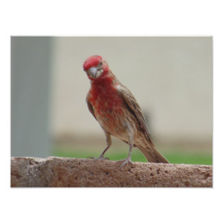 Foto Curioso Red Finch