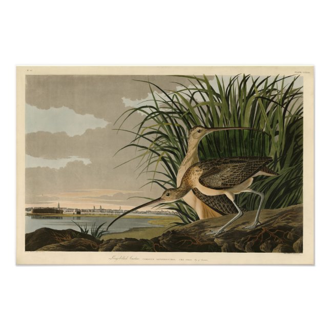 Foto Curlew de larga factura de los pájaros de América  (Frente)
