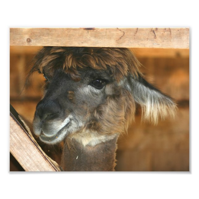 Foto Cute Brown Alpaca 10x8 Granja Animal (Frente)
