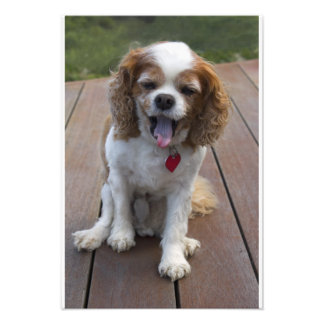 Foto Cute Cavalier King Charles Spaniel Dog Yawning