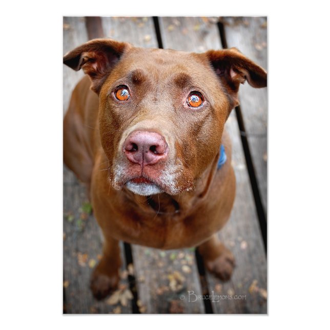 Foto Cute Chocolate Lab Pit Mix Dog 7 (Frente)
