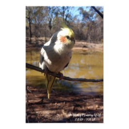 Foto Cute Cockatiel