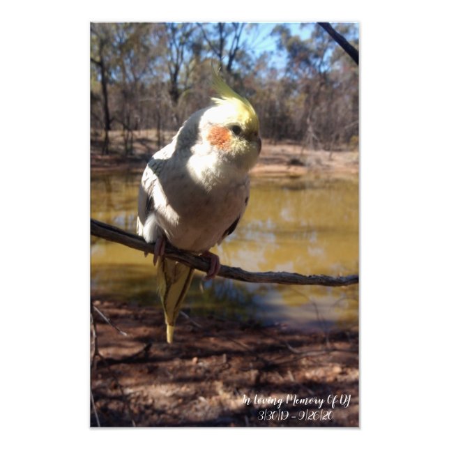 Foto Cute Cockatiel (Frente)