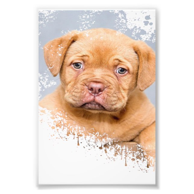 Foto Cute Dog Wall Art Canvas – Modern Pet Photography  (Frente)
