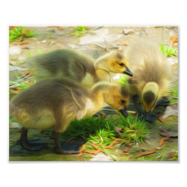 Foto Cute Gosling (Frente)