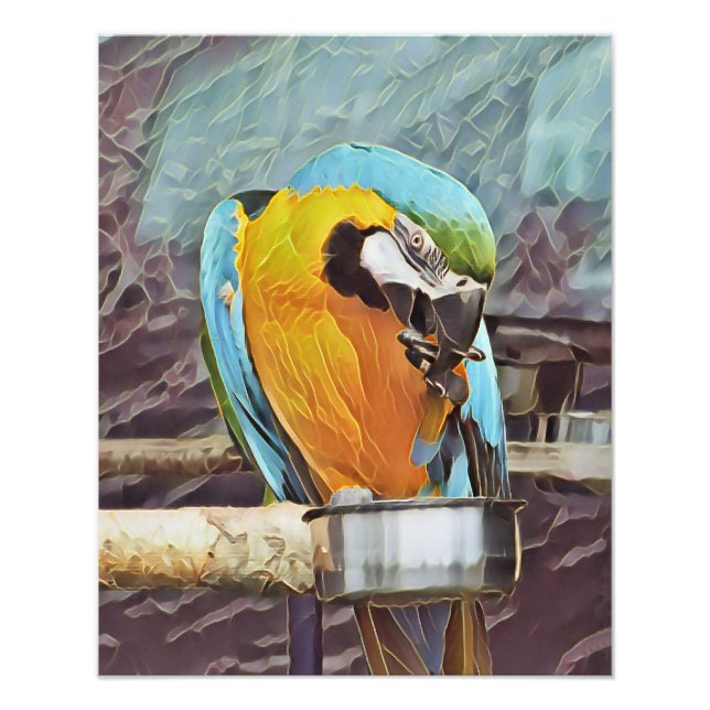 FOTO CUTE MACAW (Frente)