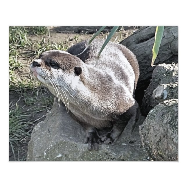 FOTO CUTE OTTER (Frente)