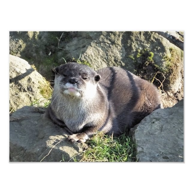 FOTO CUTE OTTER (Frente)