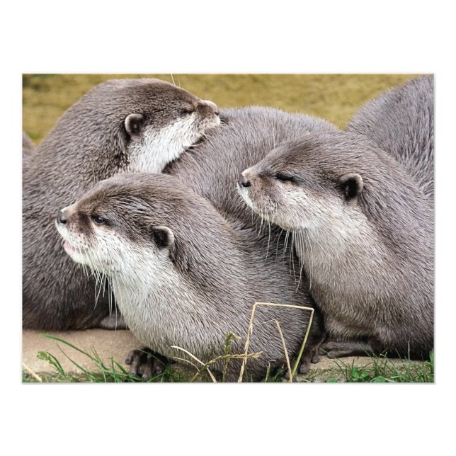FOTO CUTE OTTERS (Frente)