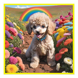 Foto Cute Poodle Flor colorida y arcoiris