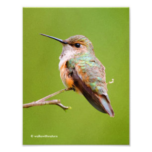 Foto Cute Rufous Hummingbird en California Lilac