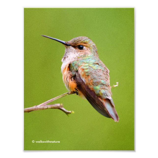 Foto Cute Rufous Hummingbird en California Lilac (Frente)