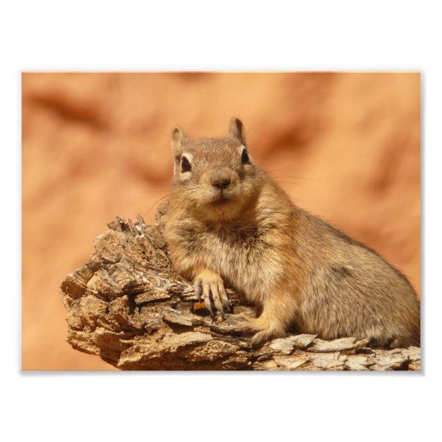 Foto Cuteño chipmunk (Frente)
