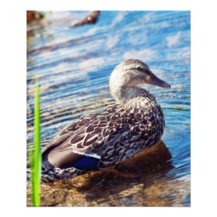 Foto Dabbling Ripples